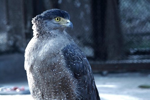 Adler, Raubtier, Natur, Vogel, Beute