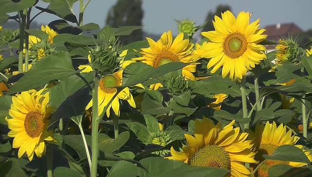Solsikke, Sommer, Blomstre, Gul, Natur