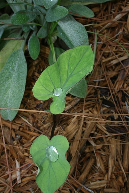 Free Nature Leaf photo and picture