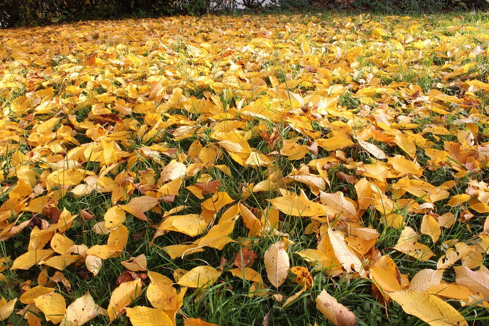 Leaves Fall Autumn Color - Free photo on Pixabay - Pixabay