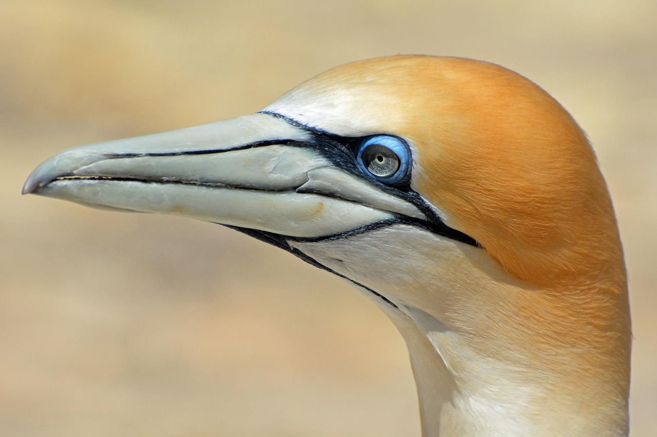 200 Free Gannet Northern Gannet Photos Pixabay 200 Free Gannet Northern Gannet Photos Pixabay