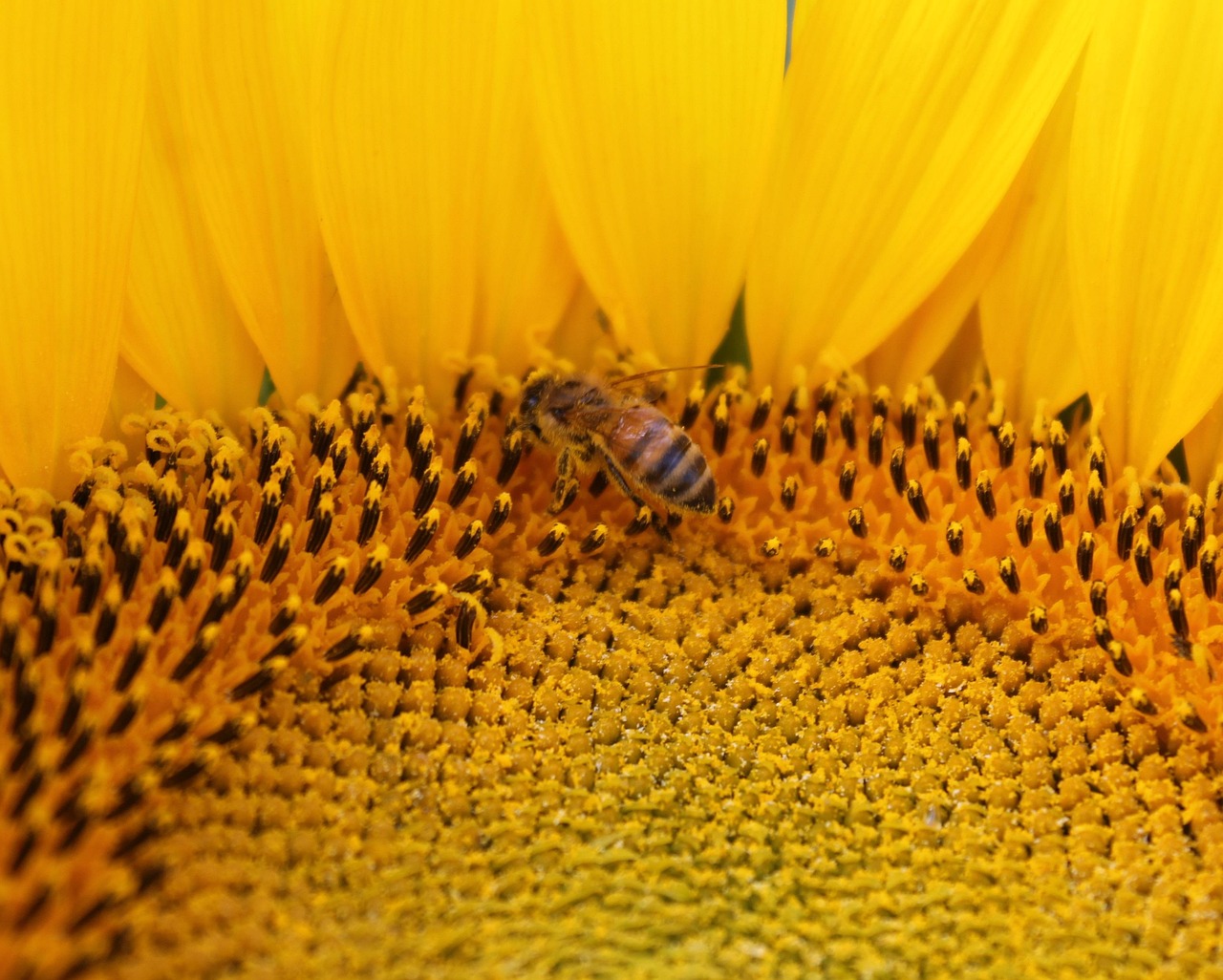Sunflower Flower Honeybee - Free photo on Pixabay