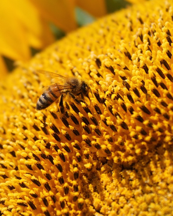 Sunflower Flower Honey Bee - Free photo on Pixabay
