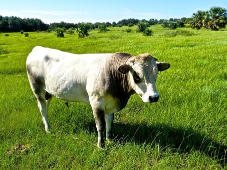 Stier, Weide, Gras, Weiden, Das Vieh