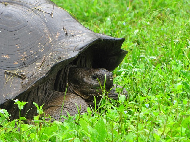 Tortuga, Isla Galápagos, Naturaleza