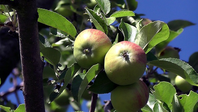 Æbler, Frugt, Vitaminer, Sund Og Rask
