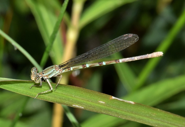 Free Damselfly Insect photo and picture