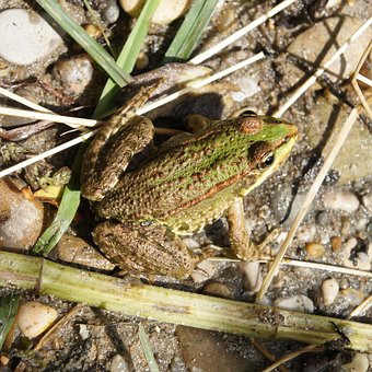 Free Frog The Animal photo and picture