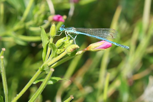 Free Dragonfly Insects photo and picture