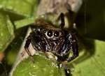 spider, jumping spider, arachnid