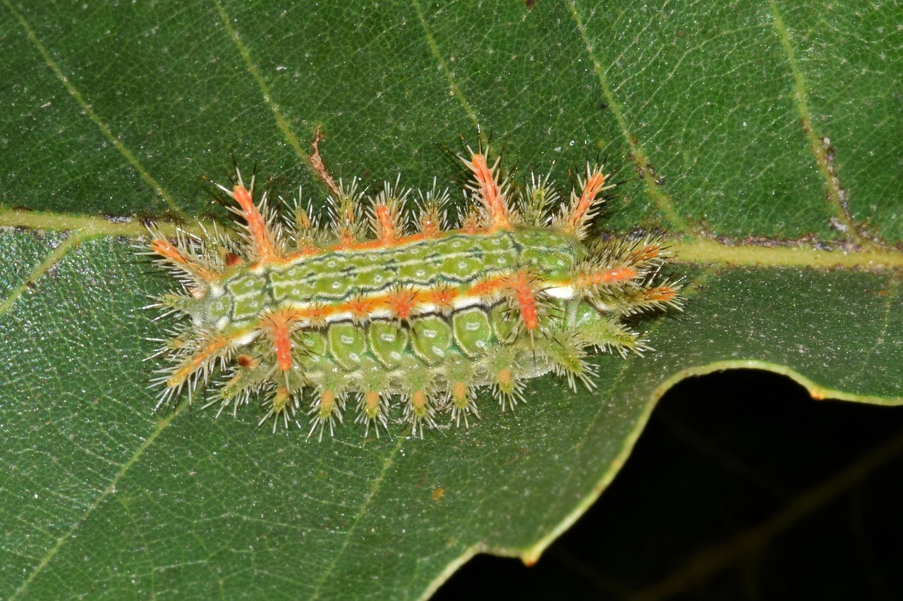 Caterpillar - free online jigsaw puzzle photo