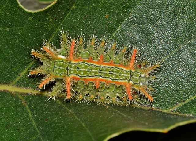Free Caterpillar Slug Caterpillar photo and picture