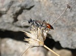 sapper wasp, wasp, sting