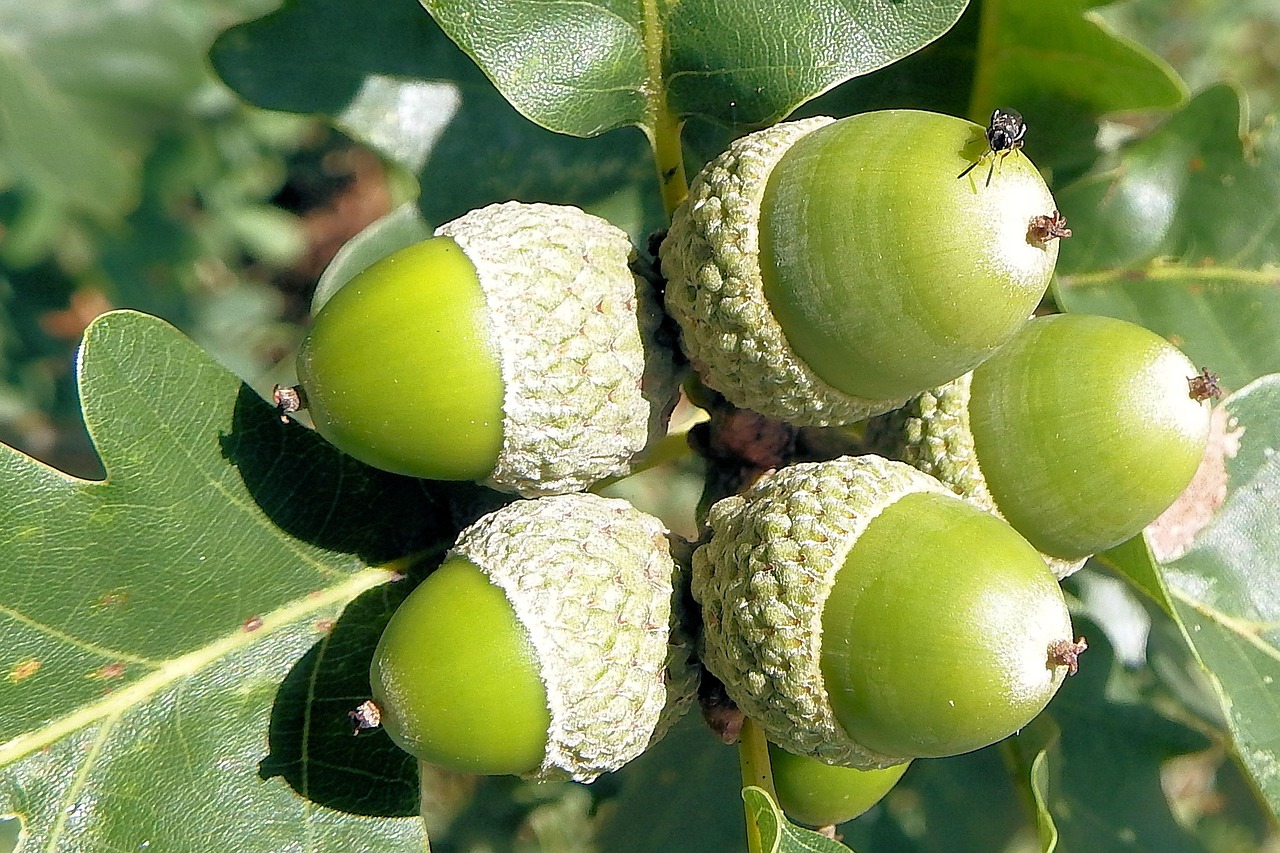 Acorns Oak Leaves - Free photo on Pixabay - Pixabay