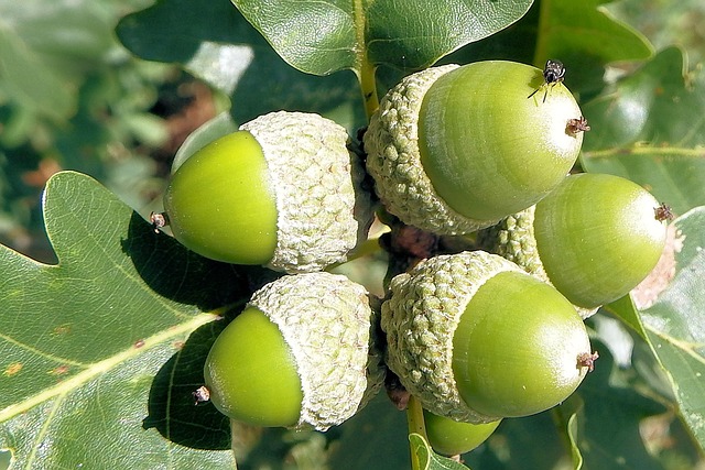 Eicheln, Eichenlaub, Eiche, Natur, Wald