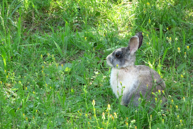 Free Rabbit Nature photo and picture