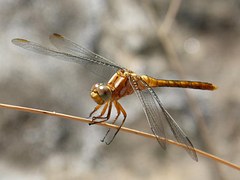 Golden Dragonfly Sympetrum - Free photo on Pixabay