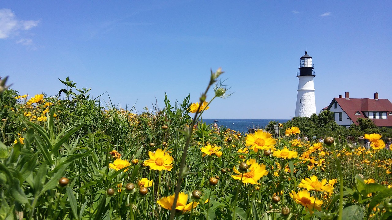 Coreopsis - free online jigsaw puzzle photo