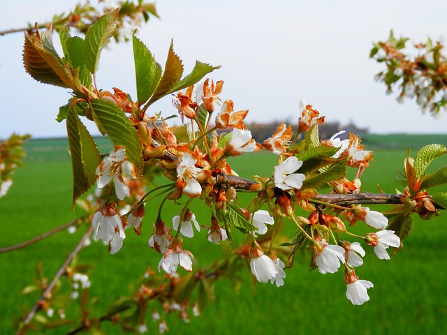 Free Branch Flowering photo and picture