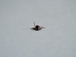 tick, parasite, disease