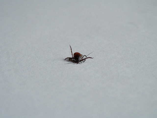 Free Tick Parasite photo and picture