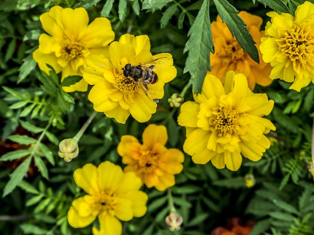 Free Nature Summer photo and picture