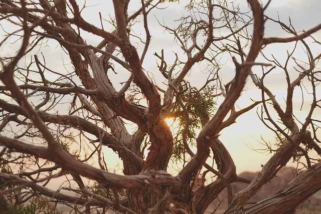 Atardecer, Árbol Muerto, Desierto