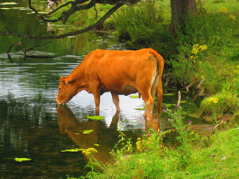Cow Drinking Lake Free photo on Pixabay Pixabay