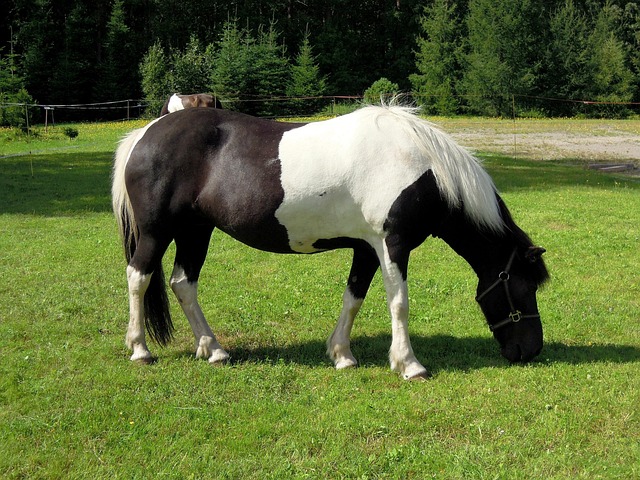 poni-hevonen-el-in-ilmainen-valokuva-pixabayssa-pixabay