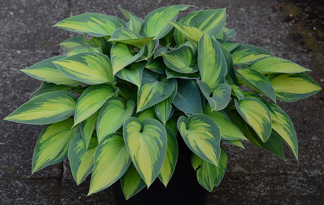 Free Plantain Lily Hosta photo and picture