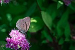 butterfly, chimney sweep, aphantopus hyperantus