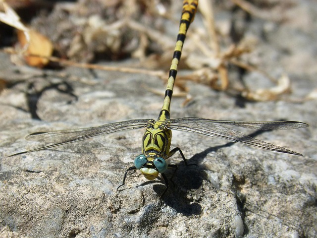 Free Cordulegaster Sp Dragonfly photo and picture