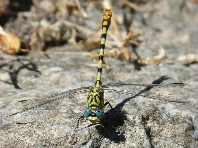Free Cordulegaster Sp Dragonfly photo and picture