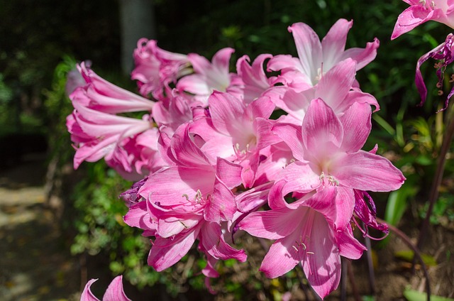 Free Lily Daylily photo and picture
