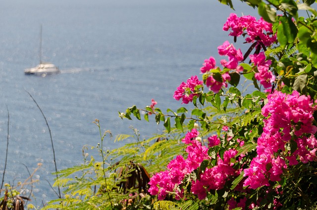 Free Triple Flower Bougainvillea photo and picture
