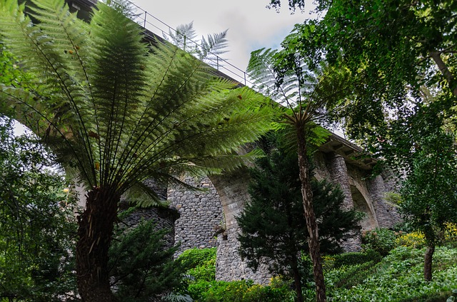 Free Funchal Madeira photo and picture