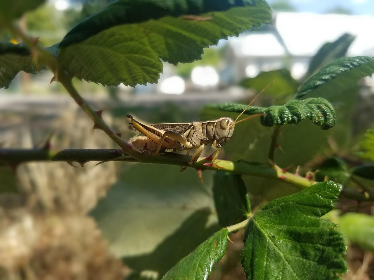 Krick Insects Cricket Insect Macro - Free photo on Pixabay - Pixabay