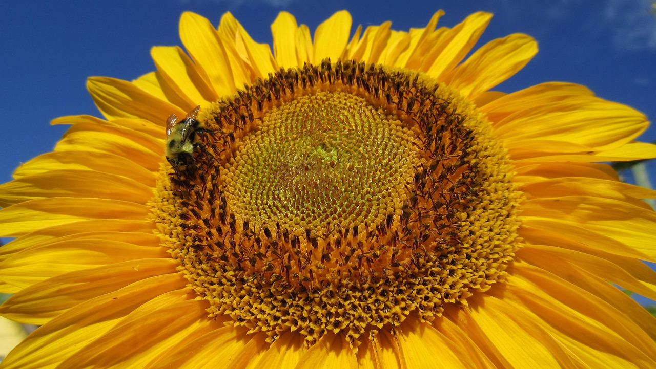 sunflower-1579591_1280.jpg