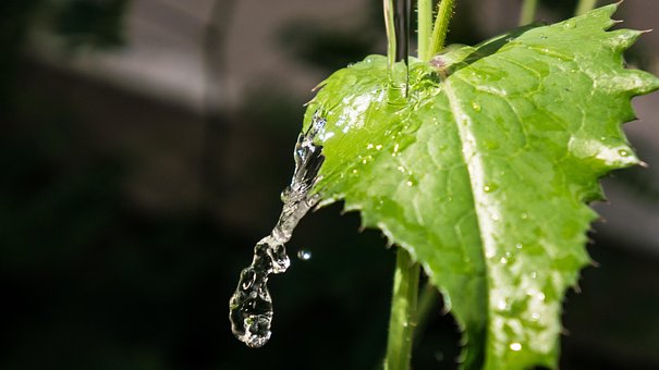 Free Leaf Water photo and picture