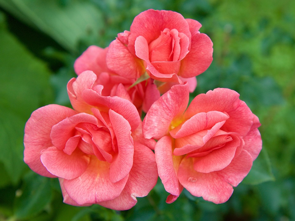 Des Roses Fleur Rose La - Photo gratuite sur Pixabay - Pixabay