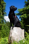 flat coated retriever, dog, animal