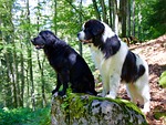 flat coated retriever, landseer, dog
