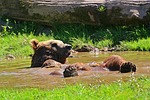 bear, brown bear, water puddle