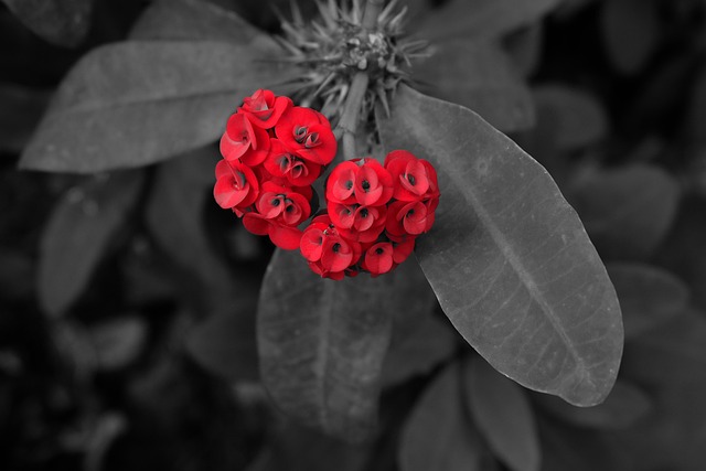 Free Red Flower Wallpaper photo and picture