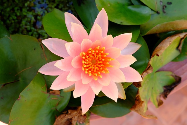 Free Pink Lotus Lotus photo and picture
