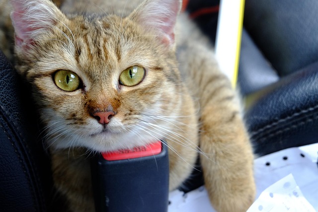 Free Cat Animal photo and picture