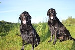 dog, summer, pet