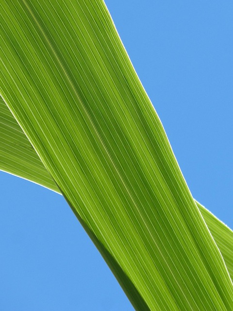 Free Leaf American Cane photo and picture