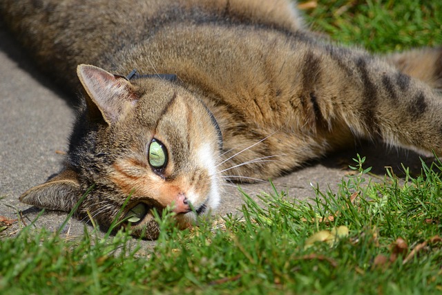 Free Cat Grass photo and picture