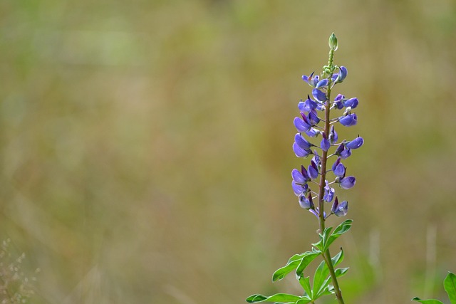 Free Lupine Field photo and picture
